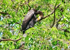 P2020102：カワウ_R