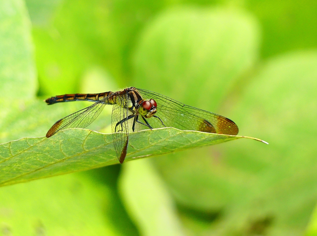 P4390069：マユタテアカネ_R