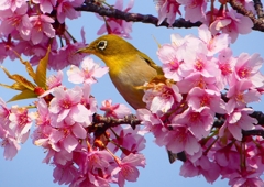 P1890347：河津桜にメジロ_R
