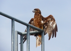 P4300122：トビ_R