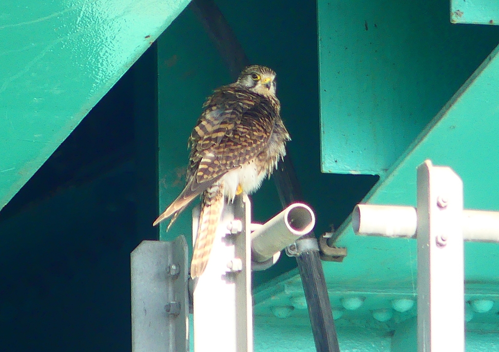 P1980037：チョウゲンボウ_R