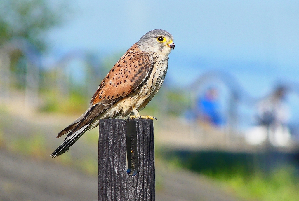 P4970591：チョウゲンボウ_R