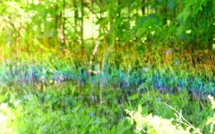 P4270098：散水の虹_R