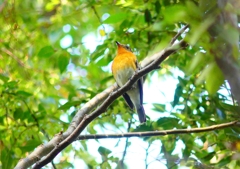 P4440515：ムギマキ（若鳥）_R