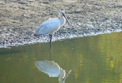 P4470093：ヘラサギ_R