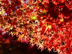 P1030429：南禅寺＜京都の紅葉＞_R