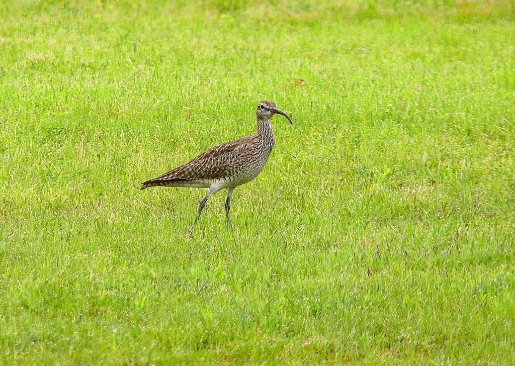 P4930490：チュウシャクシギ_R