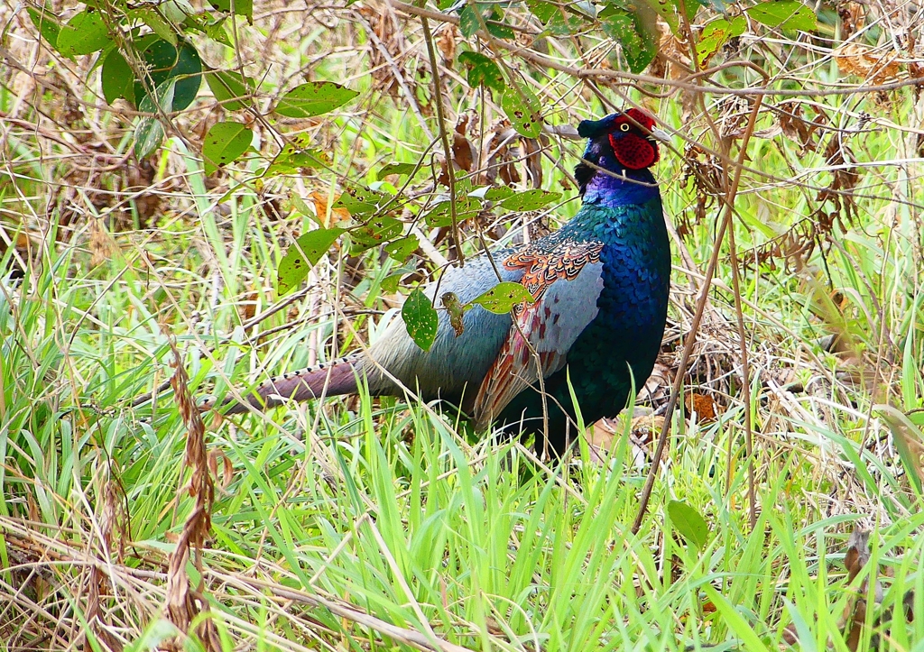 P1840532：キジ（オス）_R
