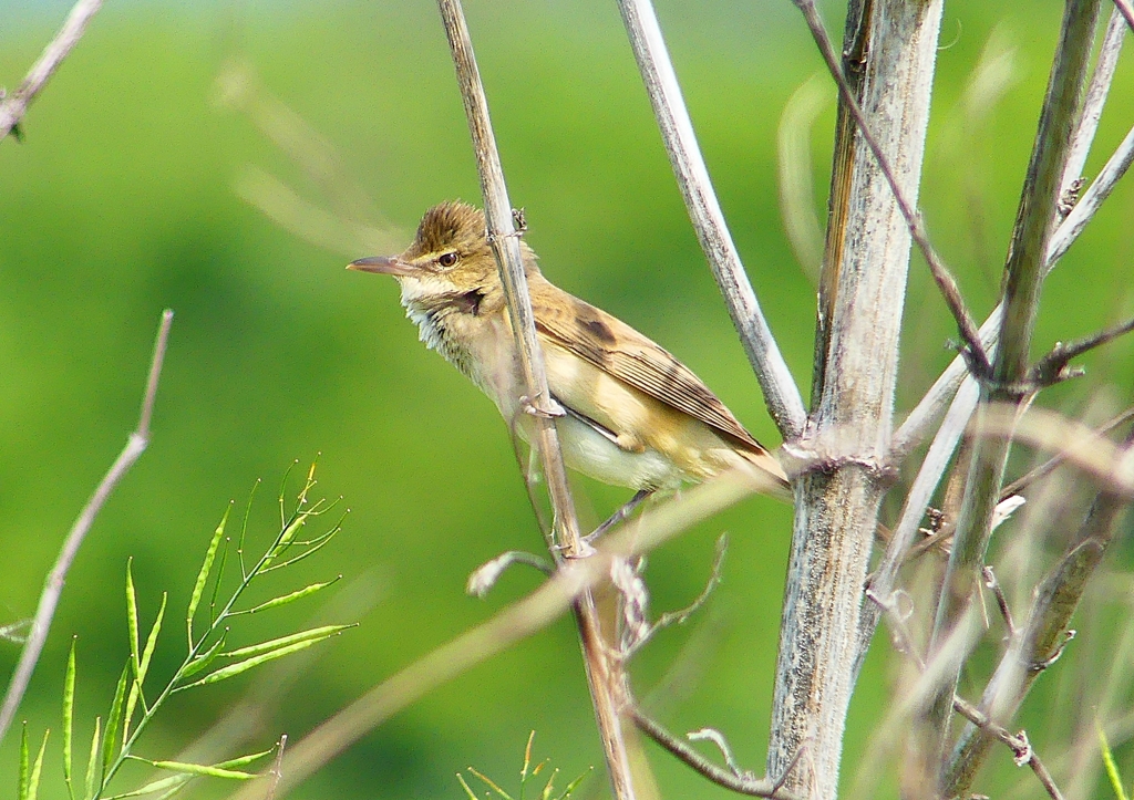 P2000539：オオヨシキリ_R