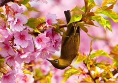 P1890642：河津桜にメジロ_R