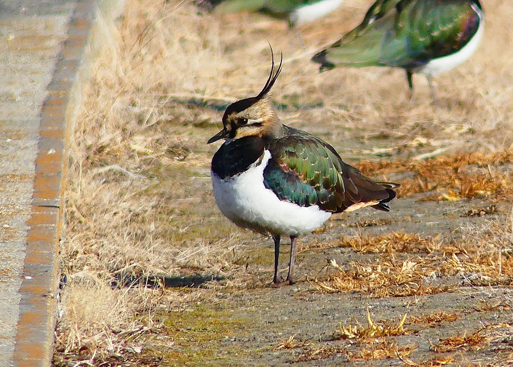 P4630571：タゲリ_R