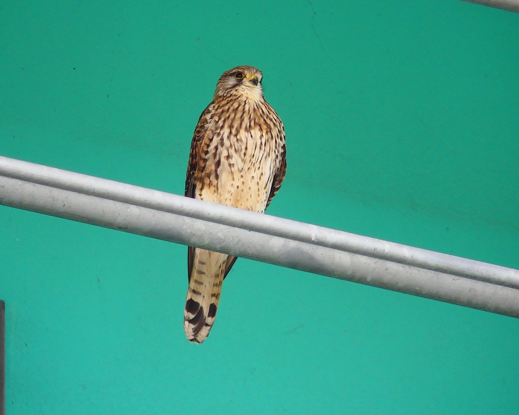 P4860541：チョウゲンボウ_R