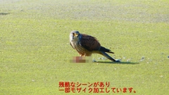 P1990103：チョウゲンボウ-23_R