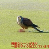 P1990103：チョウゲンボウ-23_R