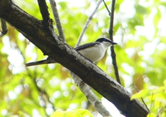 P1930852：サンショウクイ_R