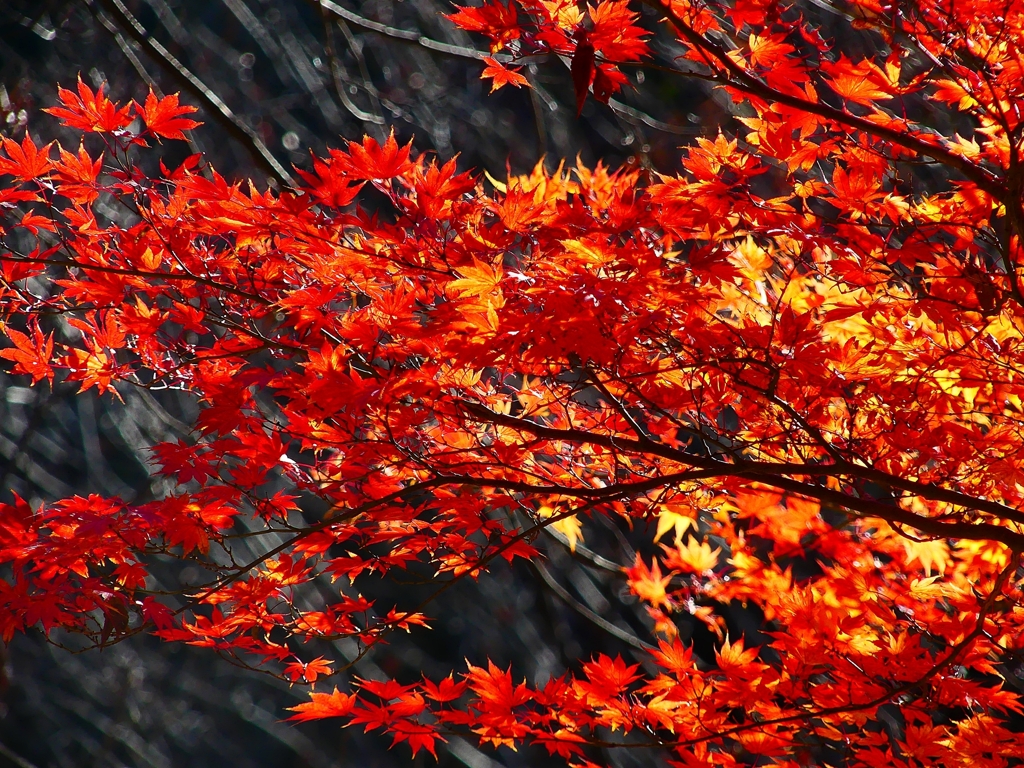 P4530855：紅葉_R