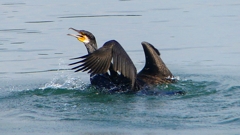 P1110808：カワウのバトル_R