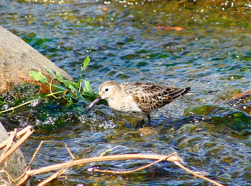 P4400536：ハマシギ_R