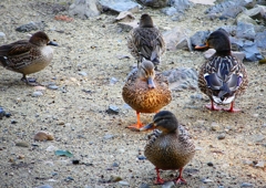 P1770172：トモエガモ、マガモ_R