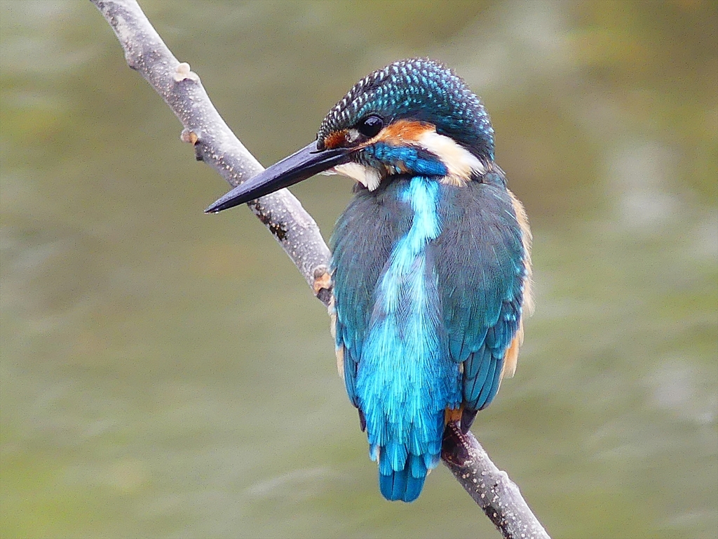 P2470538：カワセミ（オス）_R