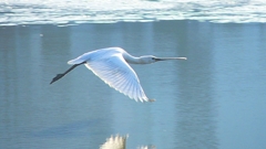 P4470152：ヘラサギ_R