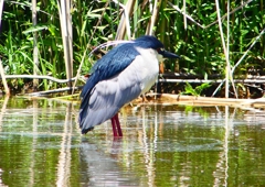 P2010796：ゴイサギ_R
