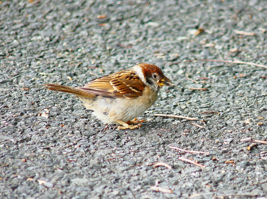 P4230373：スズメ（若鳥）_R