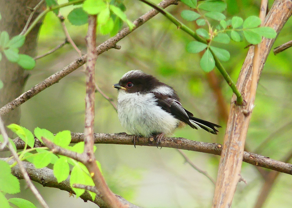 P4910200：エナガの幼鳥_R