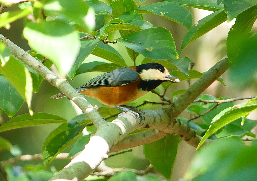 P1210814：ヤマガラ_R