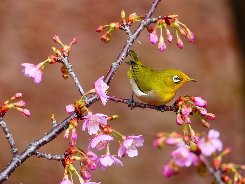 P4770365：メジロ＜河津桜＞_R