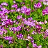 P1910482：レンゲの花_R