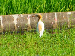 P1130023：アマサギ_R