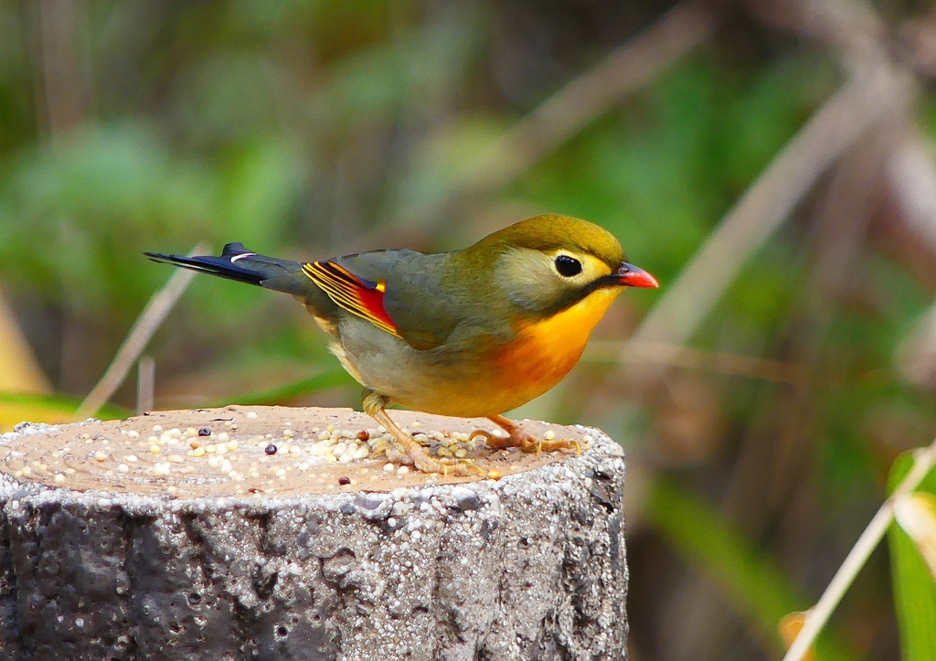 P1600251：ソウシチョウ_R