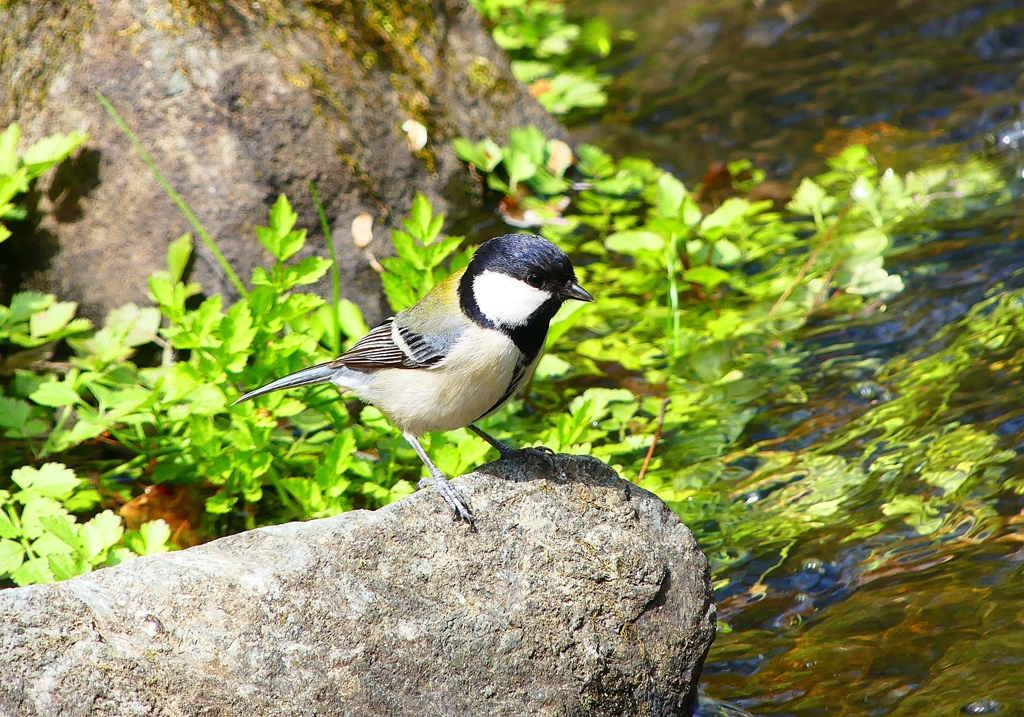 P3090477：シジュウカラ_R