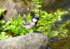 P3090477：シジュウカラ_R