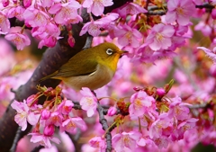 P1870160：河津桜にメジロ_R