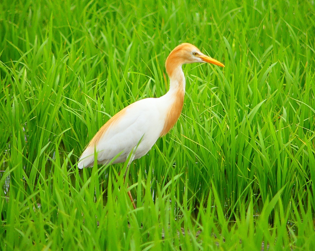 P1060408：アマサギ_R