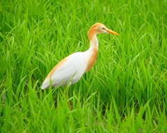P1060408：アマサギ_R
