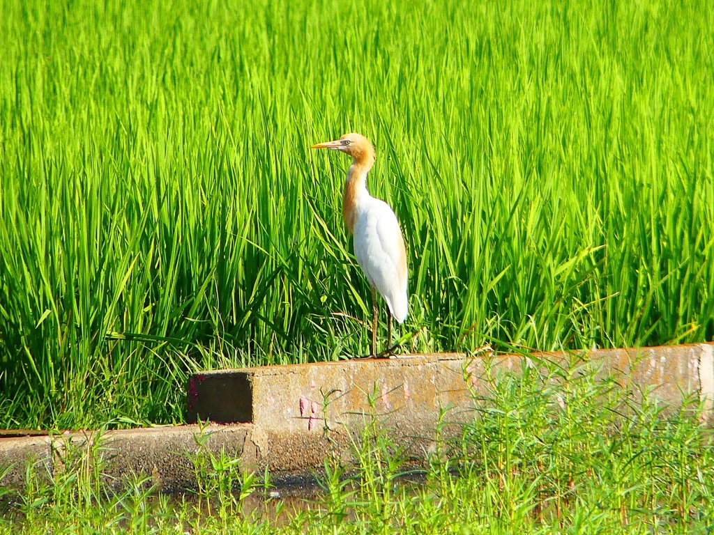 P1130156：アマサギ_R
