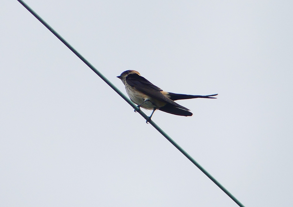 P1230777：コシアカツバメ_R