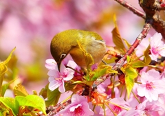 P1890499：河津桜にメジロ_R