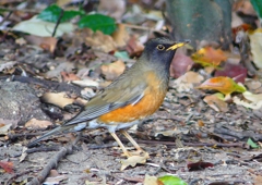 P1890227：オオアカハラ_R
