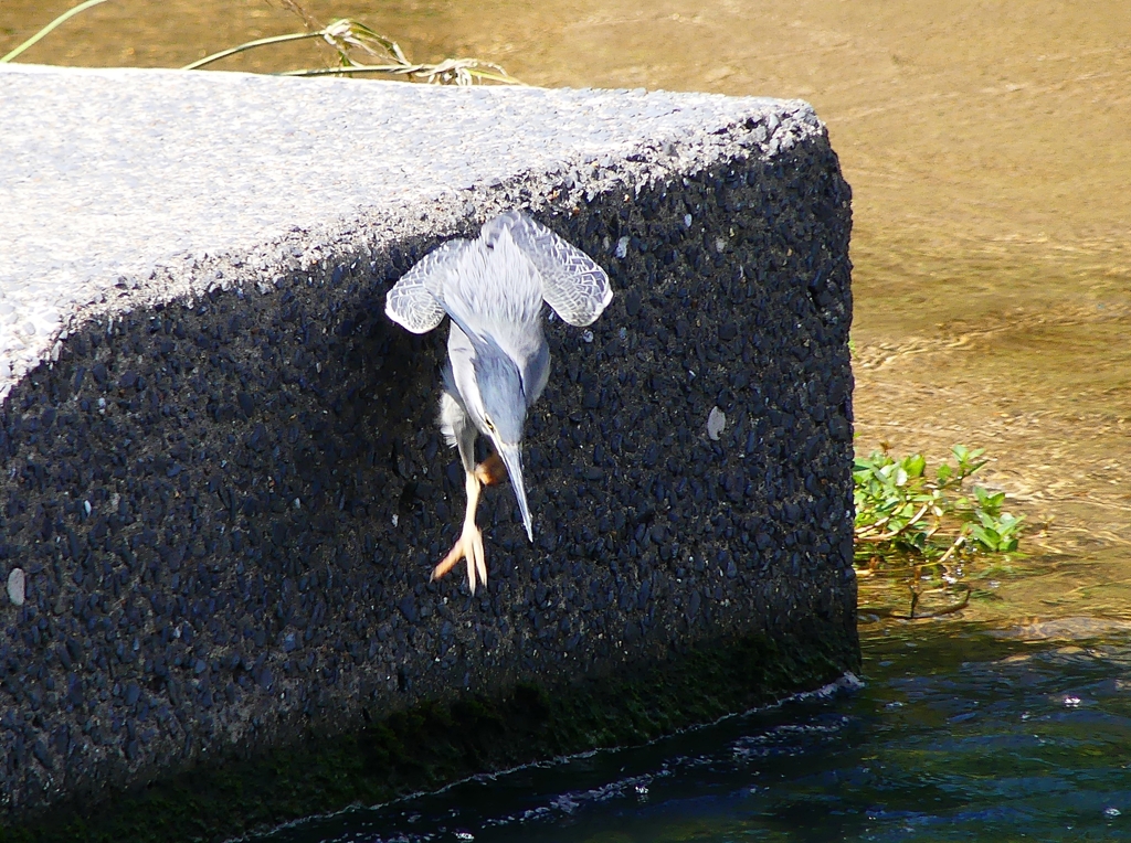 P1020227：ササゴイ_R