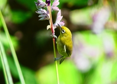 P1020049：メジロ_R