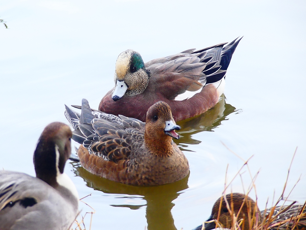 P4540728：アメリカヒドリ（オス）_R