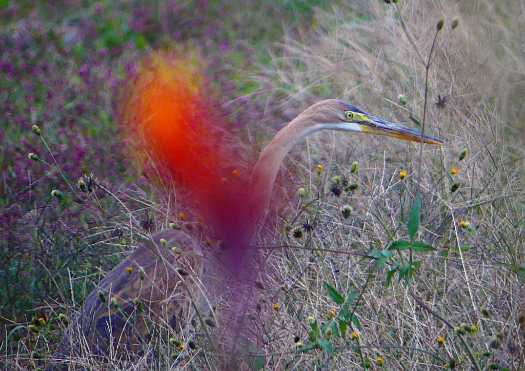 P1410431：ムラサキサギ_R