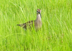 P2020669：チュウシャクシギ_R