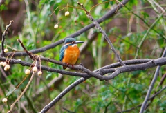 P4610079：カワセミ（オス）_R