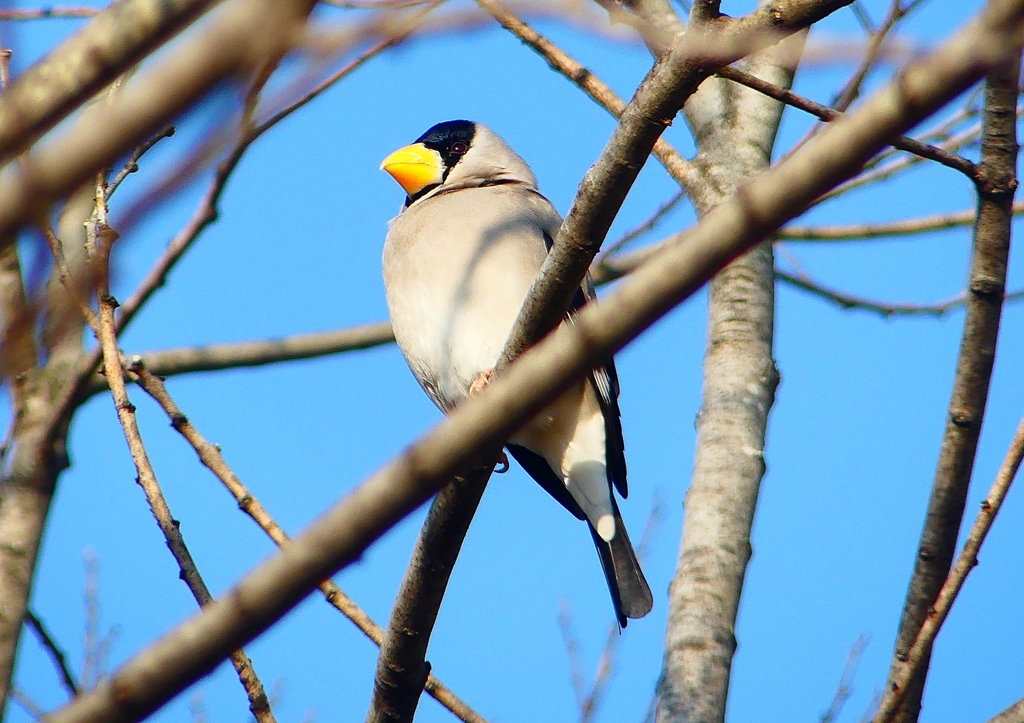 P1770569：イカル_R