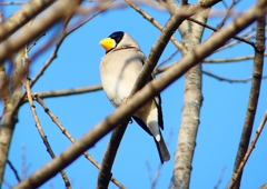 P1770569：イカル_R